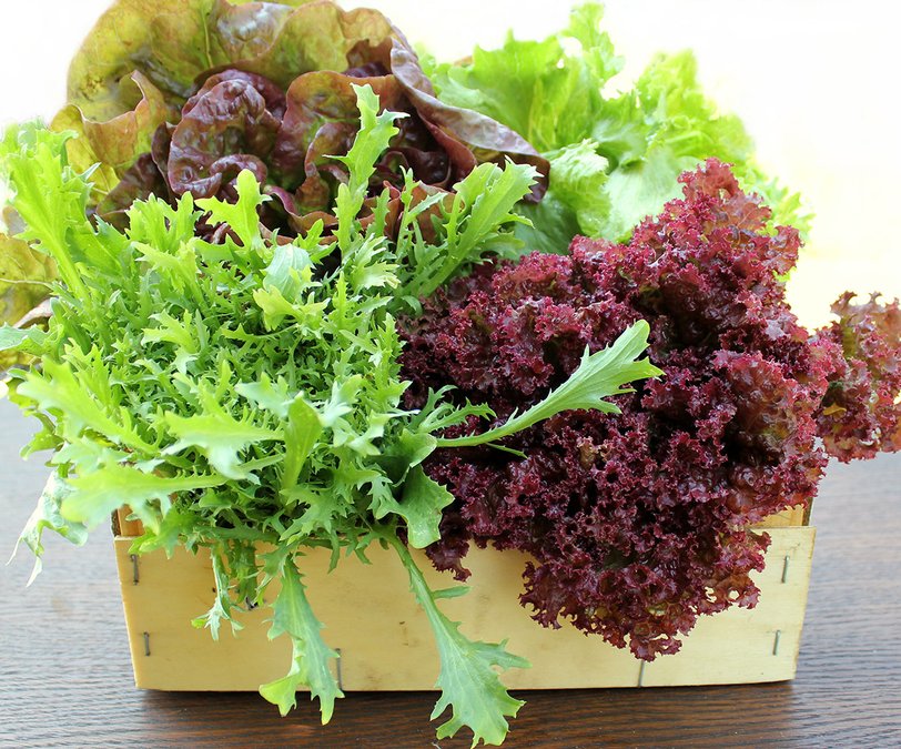 Салат листовой – виды, польза и вред, калорийность салата